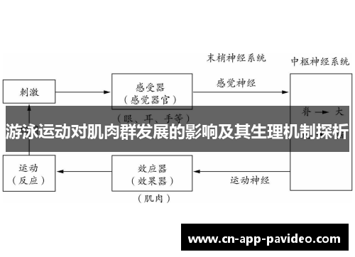 游泳运动对肌肉群发展的影响及其生理机制探析 游泳运动对肌肉群发展的影响及其生理机制探析